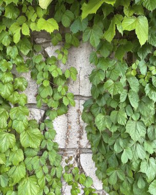 Duvardaki sarmaşık bitkisi