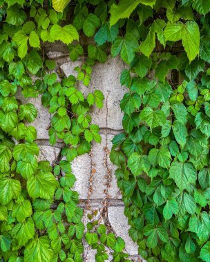 Duvardaki yeşil bitki