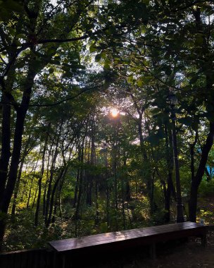 Ormanda bir ağacı olan güzel bir manzara.