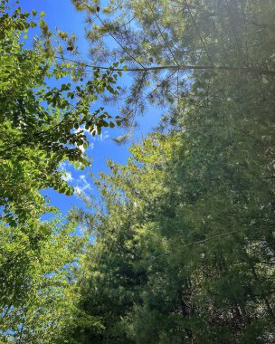 Ormanın güzel manzarası