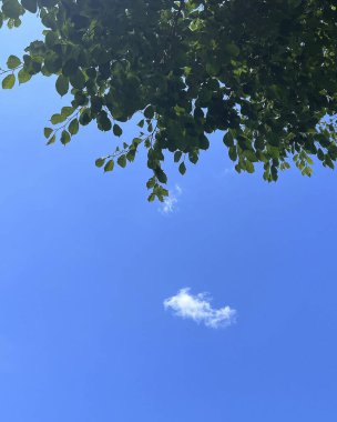 Ormandaki ağaç dalları