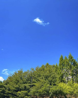 Ormanın güzel manzarası