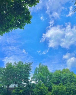 Ormanda yeşil yapraklar