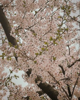 bahçede güzel kiraz çiçekleri