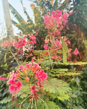 Güzel botanik fotoğrafı, doğal duvar kağıdı.