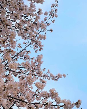 Bahçede güzel bahar çiçekleri