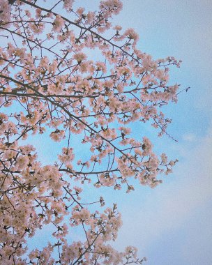 Bahçedeki güzel çiçekler