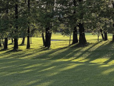 Parkta yeşil çimenler