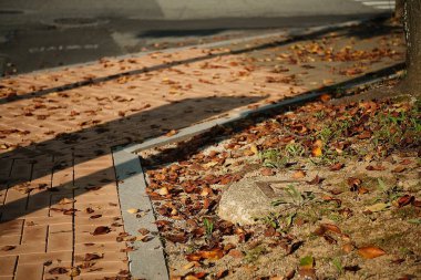 Parkta sonbahar yaprakları