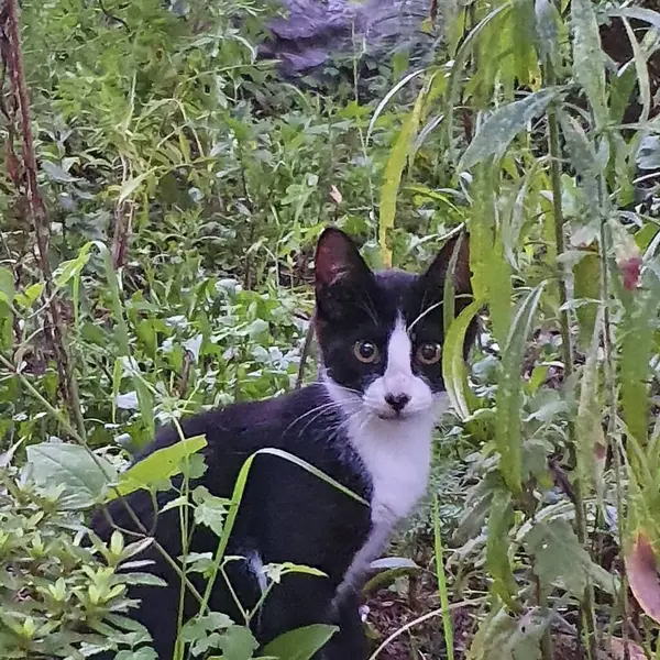 Bahçedeki kara kedi