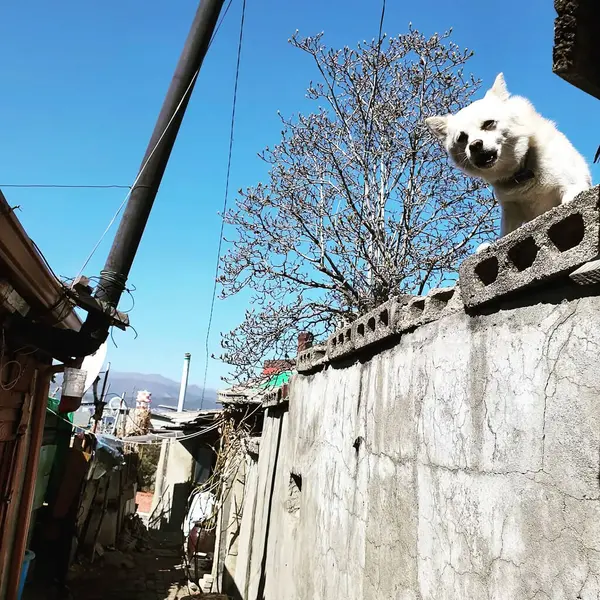 Şehirde köpek var.