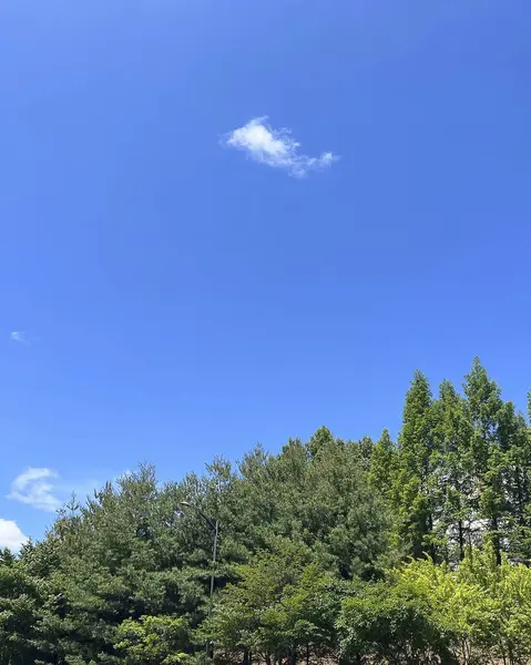 Ormanın güzel manzarası