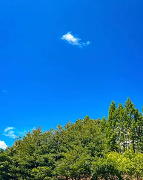 Ormanın güzel manzarası