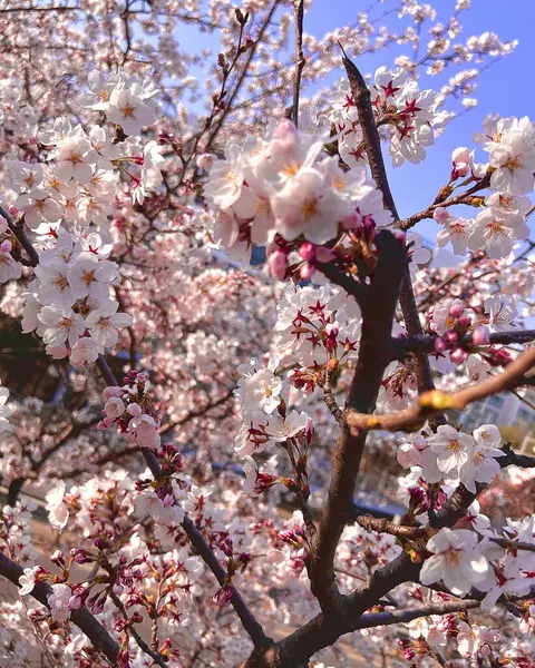 Japonya 'da kiraz çiçekleri