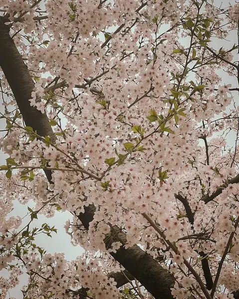 bahçede güzel kiraz çiçekleri