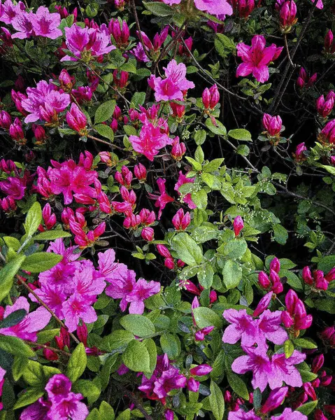 Bahçedeki güzel çiçekler