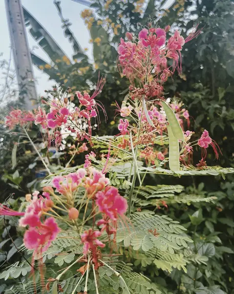 Güzel botanik fotoğrafı, doğal duvar kağıdı.