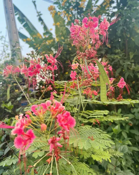 Güzel botanik fotoğrafı, doğal duvar kağıdı.