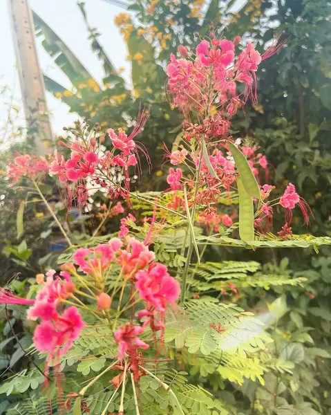 Bahçedeki güzel çiçekler