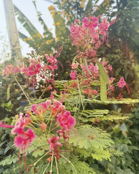 Güzel botanik fotoğrafı, doğal duvar kağıdı.
