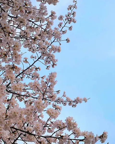 Bahçede güzel bahar çiçekleri