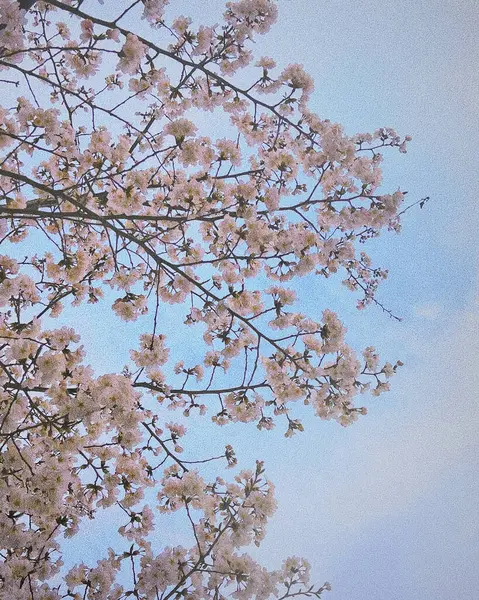 Bahçedeki güzel çiçekler