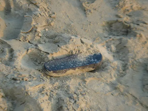 Kumsalda deniz kabukları