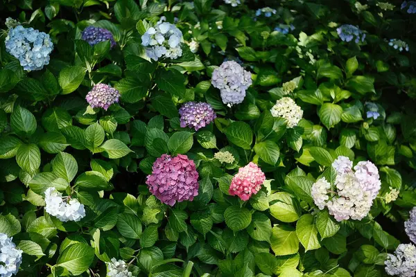 Güzel botanik fotoğrafı, doğal duvar kağıdı.