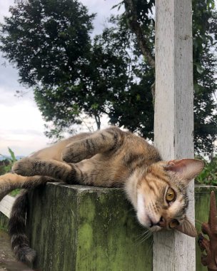 Evin çatısındaki kedi.