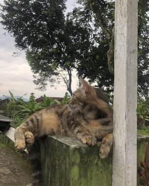 Yerde oturan sevimli kedi.