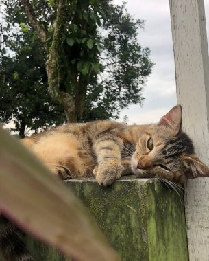 Kedi çatıda uyuyor.