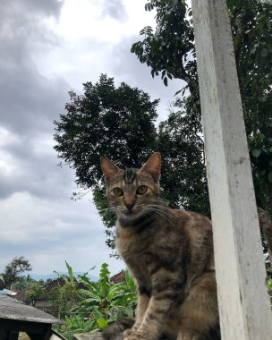 Kedi yerde oturuyor.