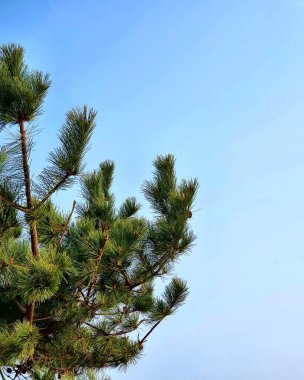 Ormandaki dalda çam kozalağı