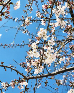 Bahçede güzel bahar çiçekleri