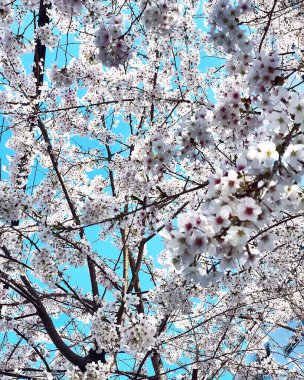 Bahçede güzel bahar çiçekleri