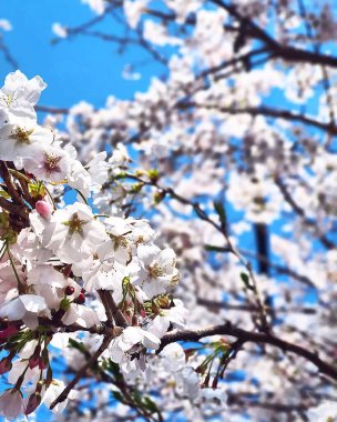 Tokyo 'da Japonya' da kiraz çiçekleri