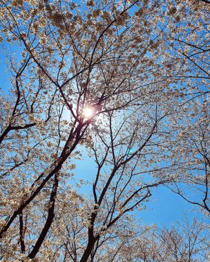 Japonya 'da kiraz çiçeği