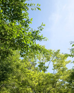 Ormandaki yeşil ağaç.