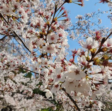 İlkbaharda kiraz çiçeği
