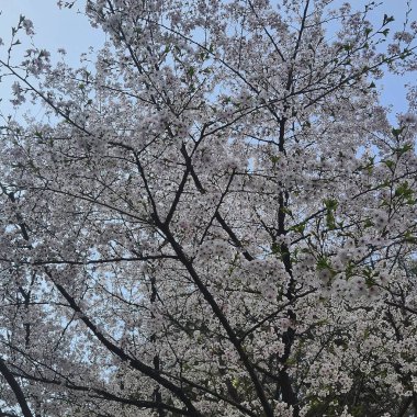 Güzel botanik fotoğrafı, doğal duvar kağıdı.