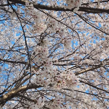 Kiraz çiçekleri, Bahar arka plan