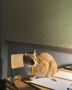 Kedi yerde oturuyor.