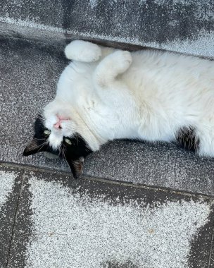 Kedi yerde yatıyor.