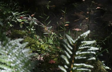 Yeşil yosun ve eğreltiotu yerde