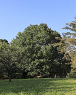 Ormanın güzel manzarası