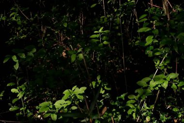 İlkbaharda, akşamları orman