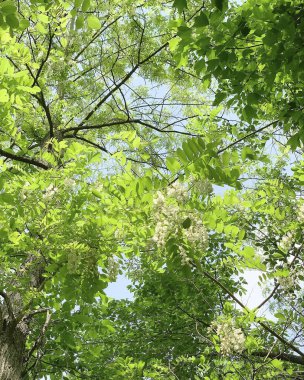 Baharda ağaçta güzel yeşil yapraklar
