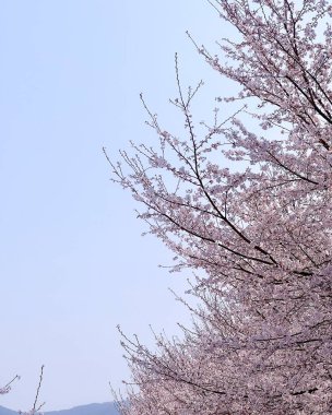 Ağaçtaki güzel bahar çiçekleri