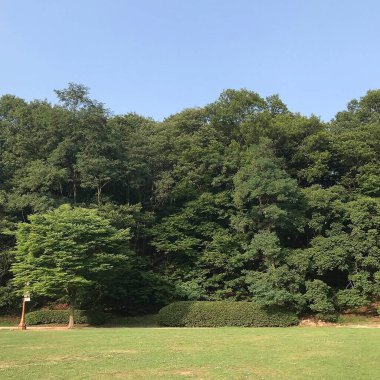 Ormanda yeşil çimenler