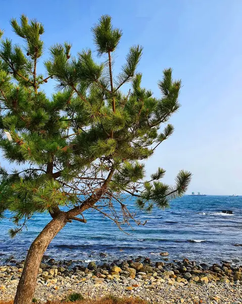 Akdeniz kıyısındaki çam ağacı